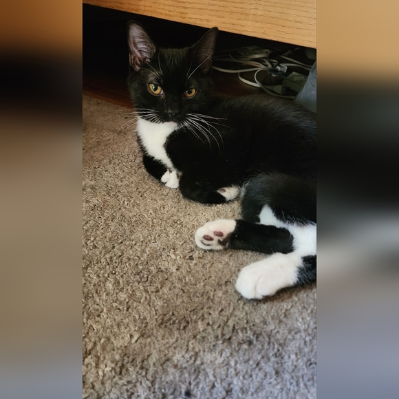 Meet your Posher, Casie - Picture 4 of 4